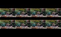 Thumbnail of Mencari cinta sejati romantis untuk kekasih