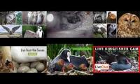 Thumbnail of Amazingearthanimalslivestream