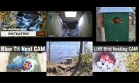 Thumbnail of Amazingearthanimalslivestream