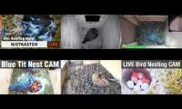 Thumbnail of Amazingearthanimalslivestream