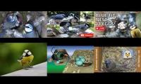 Thumbnail of Amazingearthanimalslivestream
