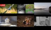 Thumbnail of Amazingearthanimalslivestream