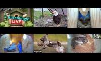 Thumbnail of Amazingearthanimalslivestream