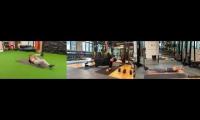 Thumbnail of AP Academy - Slim Fit (May) - Pair 1