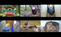 Thumbnail of Amazingearthanimalslivestream