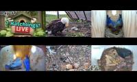 Thumbnail of Amazingearthanimalslivestream