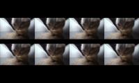 Thumbnail of chipi chipi chapa chapa