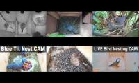 Thumbnail of Amazingearthanimalslivestream