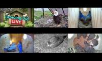 Thumbnail of Amazingearthanimalslivestream
