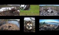 Thumbnail of Amazingearthanimalslivestream