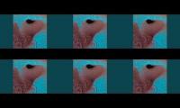 Thumbnail of All of Pink Floyds Meddle at once.
