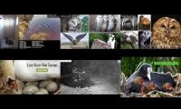 Thumbnail of Amazingearthanimalslivestream