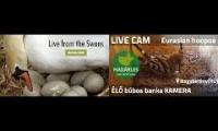 Thumbnail of Amazingearthanimalslivestream