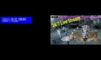 Thumbnail of Amazingearthanimalslivestream