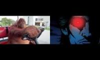 orangutan driving golf cart nightcall