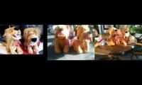 Thumbnail of Swaying Lion and Dog Duet 3 times