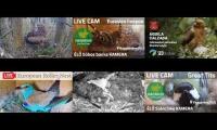 Thumbnail of Amazingearthanimalslivestream