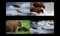 Brooks Fall Bear Cams