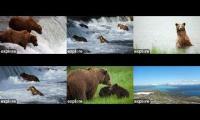 Bear Cams BF-BFL-RF-KRV-RW-DM