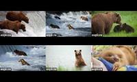 Thumbnail of Bear Cams + STV BF-BFL-RF-KRV-RW-STV