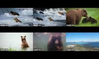 Thumbnail of Katmai Bears WatchParty 2024