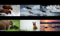Thumbnail of Brown Bears - Live Cams - Alaska