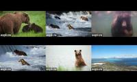 Katmai Bear Cams BF-BFL-RF-KRV-RW-DM