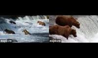 2024 Bear Cams Explore