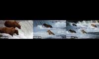 Katmai Bears- 3 Cams- Explore