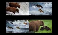 Katmai bears four cameras