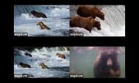 Thumbnail of Katmai Brown Bears Mashup