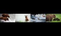 Katmai Bears 2024 - Four Cams, No BF, UW, LiveChat, or DM