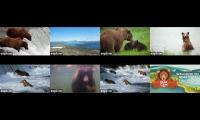 Brooks Bears Katmai All Cams