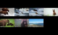 2024 Katmai Live Cams