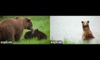 Thumbnail of Katmai brown bears KRV / RW cams