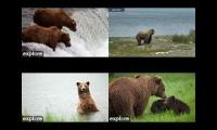 Thumbnail of Katmai Bear Cams Brooks Falls