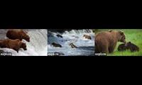 Thumbnail of Brooks Falls Bear Cams
