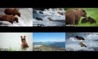 Thumbnail of Brooks Falls Bear Cams