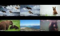 Katmai - Brooks Falls