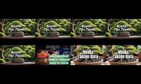 Thumbnail of Bonsai teh tehan juara