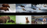 Thumbnail of Bears and hardrock 100