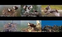 Thumbnail of Explore Osprey Live Cameras