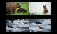 Thumbnail of Katmai Essentials: Brooks River Bears