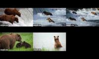 Thumbnail of Katmai National Park Bears 5 Cam View 2024