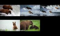 Brooks Falls Katmai Brown Bears Live