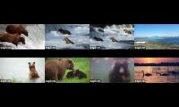 Thumbnail of katmieightlivecams2024