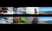 Brooks Falls Live Cams