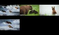 Brooksfalls bear cam