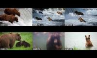 Katmai Bears Live Streams July 11