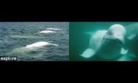 Thumbnail of Beluga Boat of Explore.org